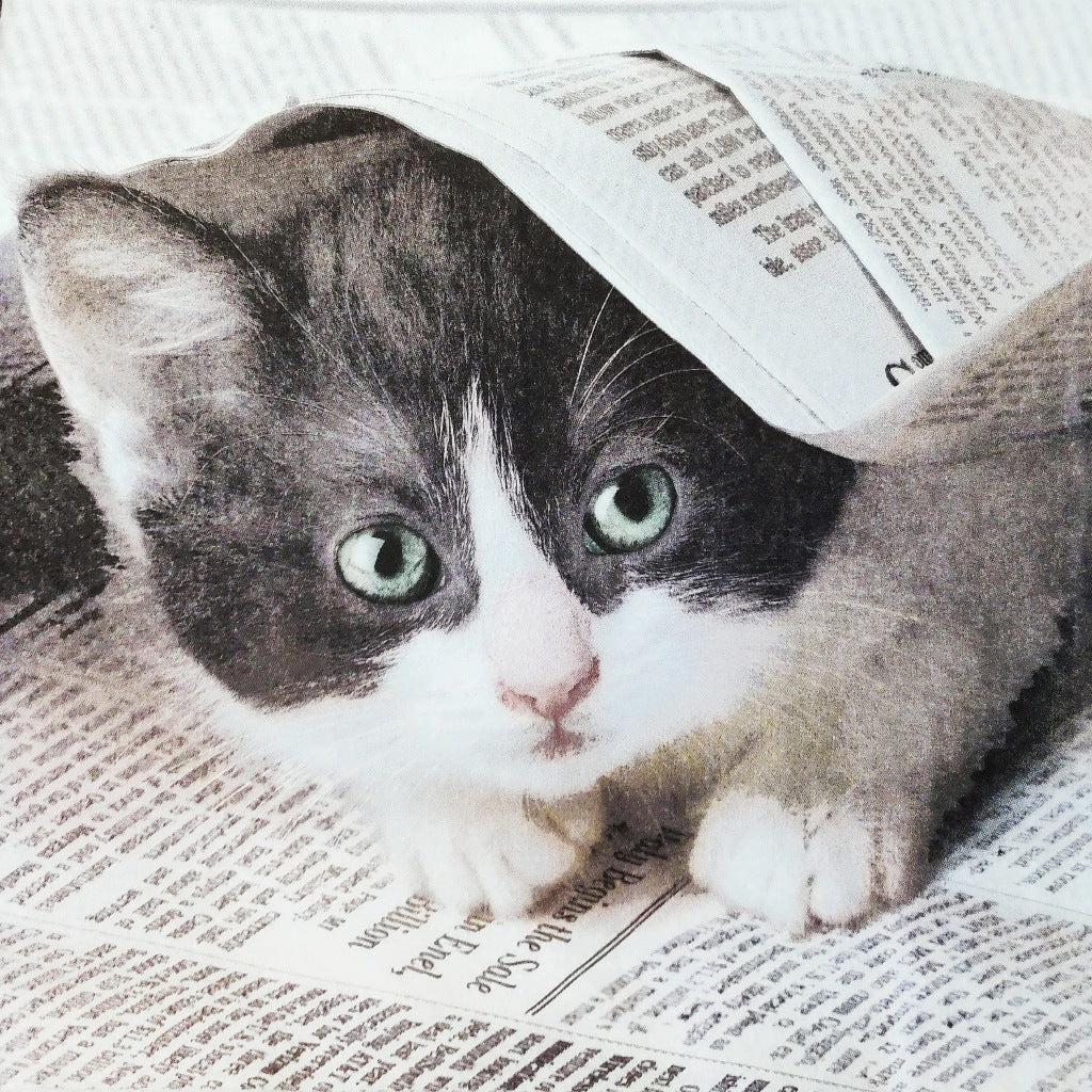 Kitty ( German Napkins Tissues )