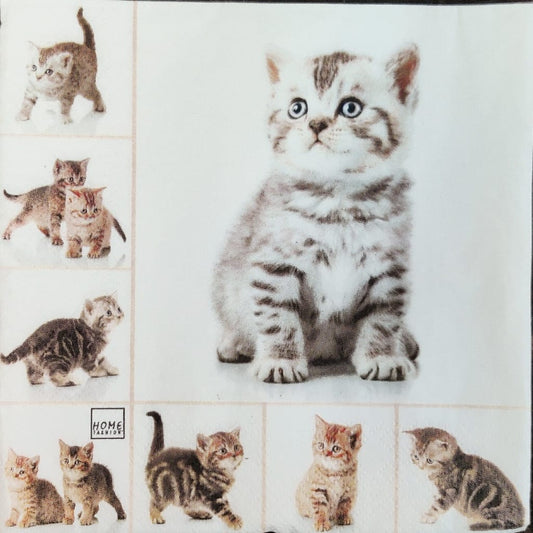 Kittens ( German Napkins Tissues )