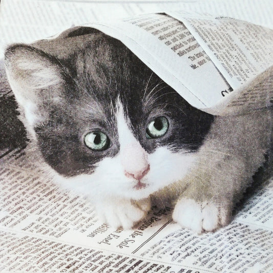 Kitty  ( German Napkins Tissues )