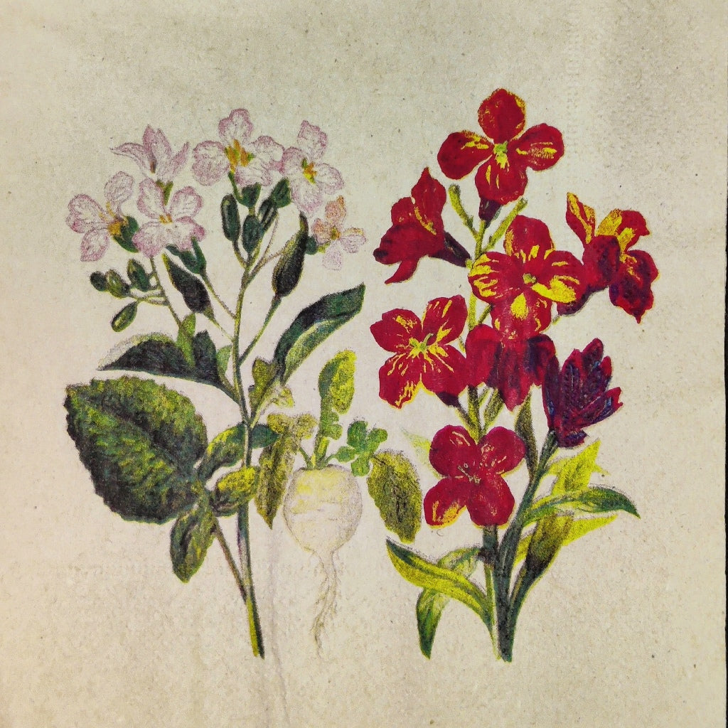 Radish n Red ( German Napkin Tissues  )
